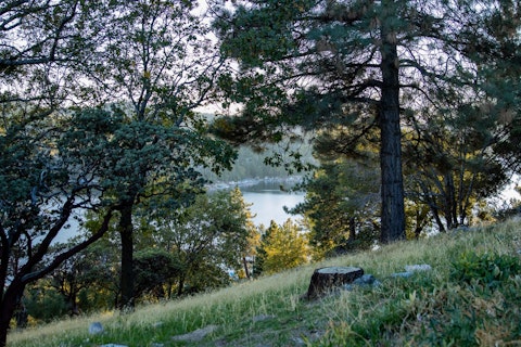 Wander serene forest trails past towering pines and native mountain plants