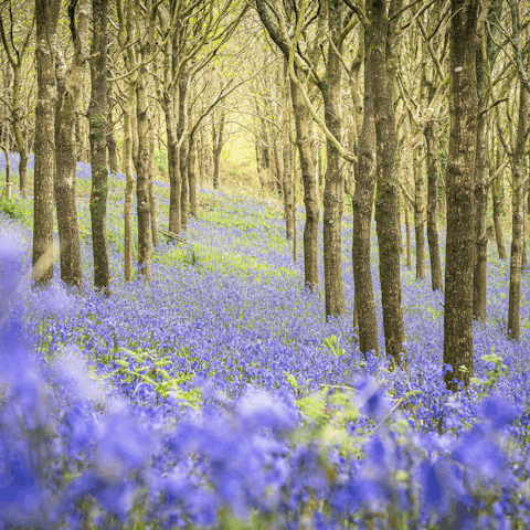 Put on your hiking boots and follow trails through Dorset