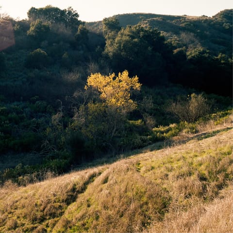 Hike the many trails of Topanga State Park – a fifteen-minute drive away