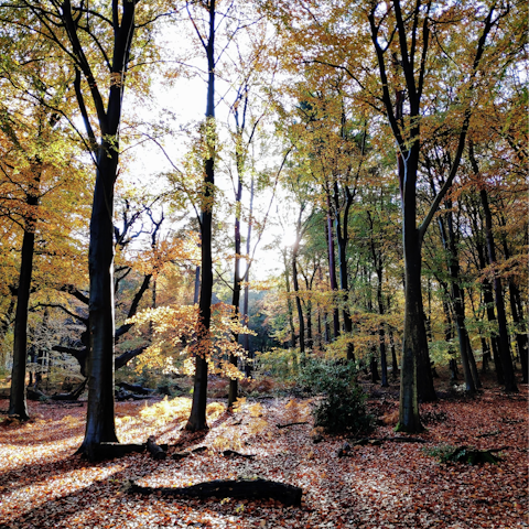 Reach the calming nature of Swinley Forest in thirty minutes by car