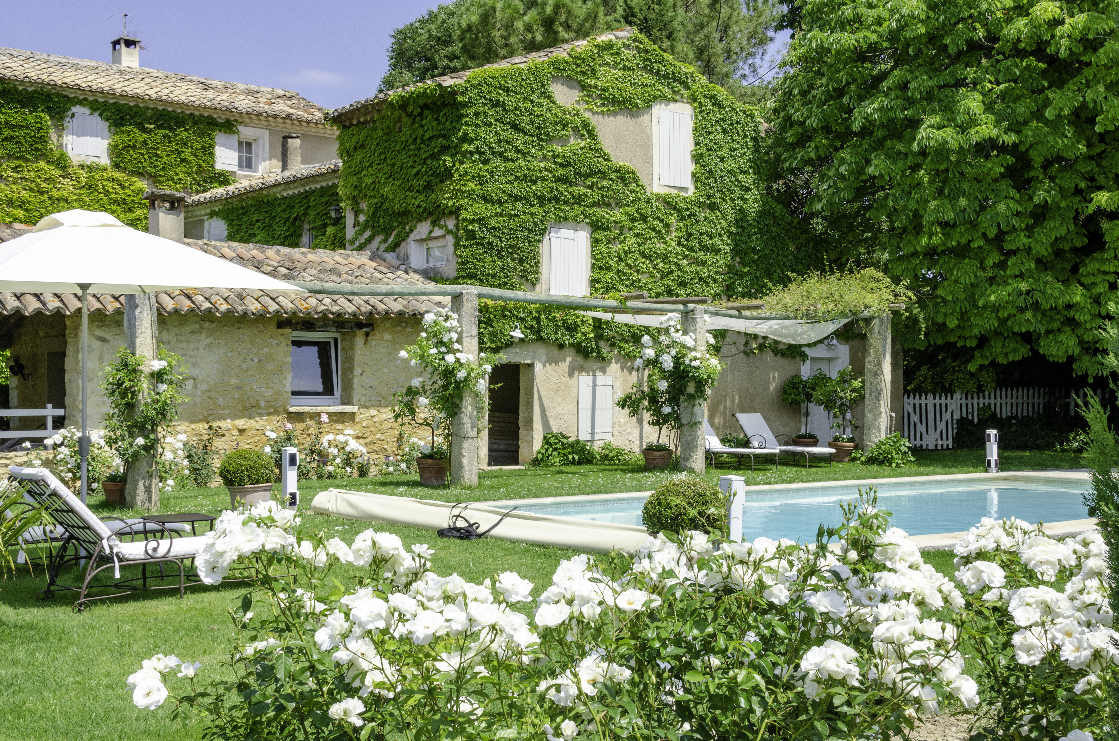 Olive Oil & Luberon Light