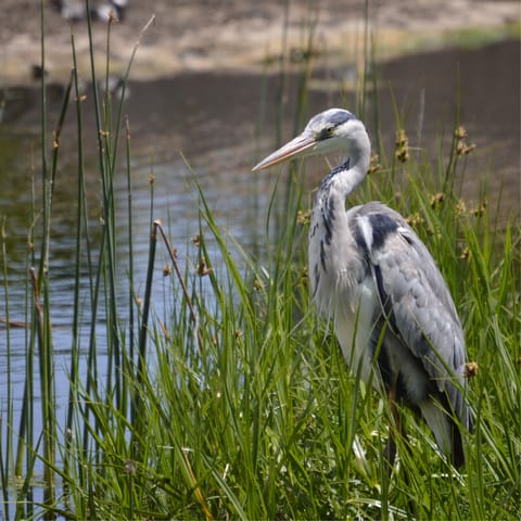 Wander around the local Intaka Island and do a little bird-spotting at the same time