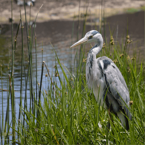 Wander around the local Intaka Island and do a little bird-spotting at the same time