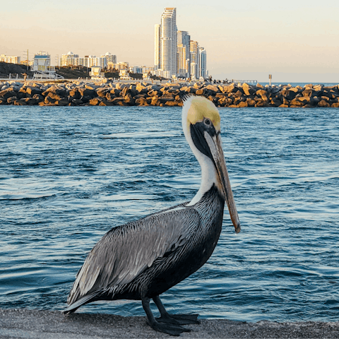 See the local wildlife at nearby Bal Harbour