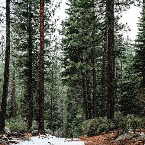 Follow trails through the woodland of North Lake Tahoe
