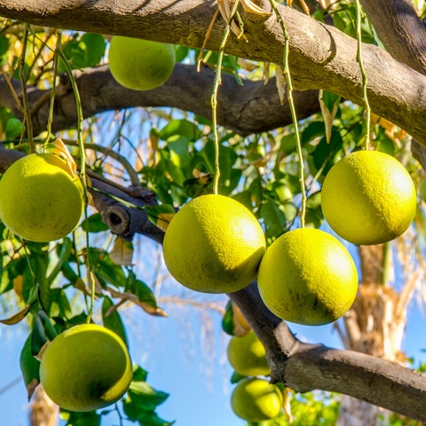 Admire the tropical fruit trees in the backyard