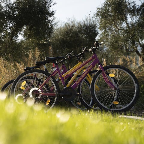 Explore the local vineyards on the 800m cycling path