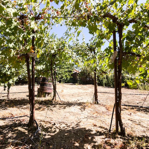 Wander around the surrounding vineyards