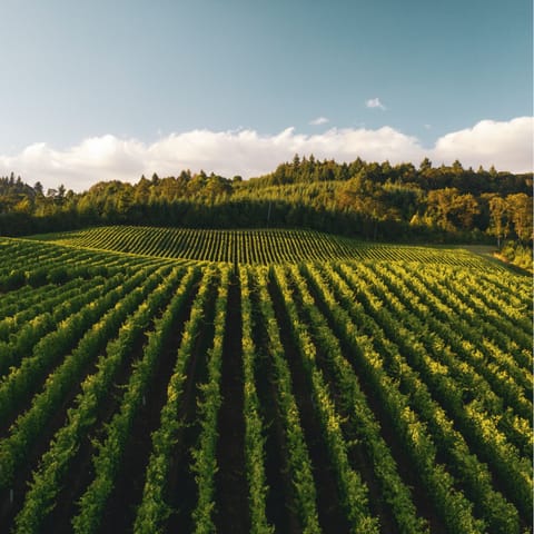 Explore the wineries of St Helena – it's only 8 miles north