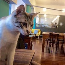 Purr in delight at the Crazy Cat Café