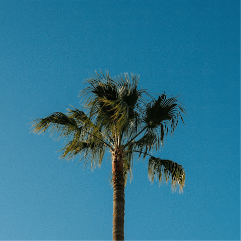 Soak up the sunny spirit of Gran Canaria from Playa del Inglés