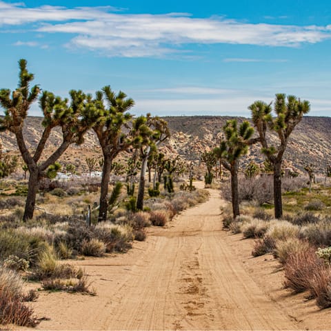 Drive twenty minutes to Joshua Tree National Park