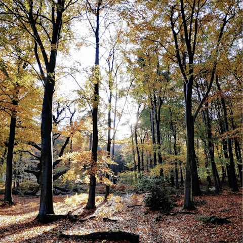 Explore the beautiful Berkshire countryside – Swinley Forest is a little over ten miles away