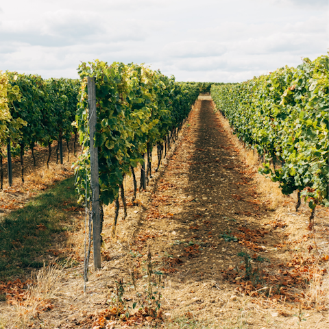 Book a wine tasting tour along the Route des Vins