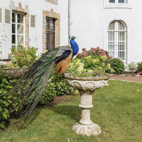 Make friends with the resident peacocks
