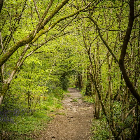 Wander the lush English countryside at South Downs National Park