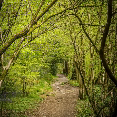 Wander the lush English countryside at South Downs National Park