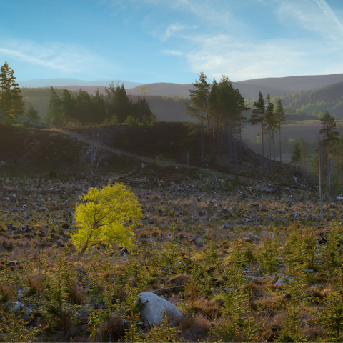 Explore the nearby Cairngorms when you stay at this home