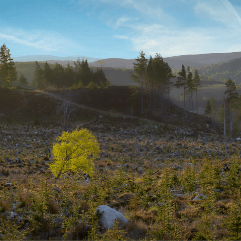 Explore the nearby Cairngorms when you stay at this home