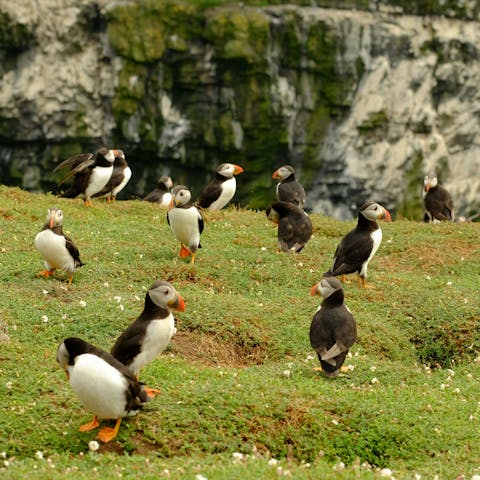 Observe the puffins on Skomer Island