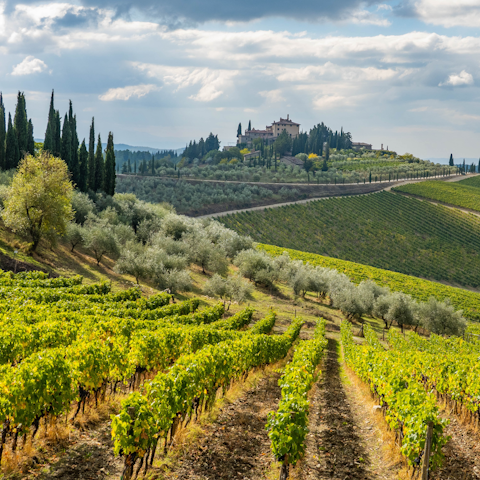 Explore the lush countryside and vineyards surrounding this wine estate
