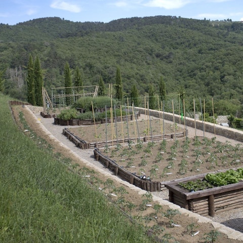 Pick fresh veggies from the garden for delicious dinners