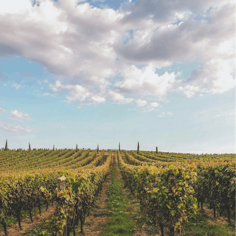 Explore the vineyards and orchards in the surrounding region of Entre-Deux-Mers