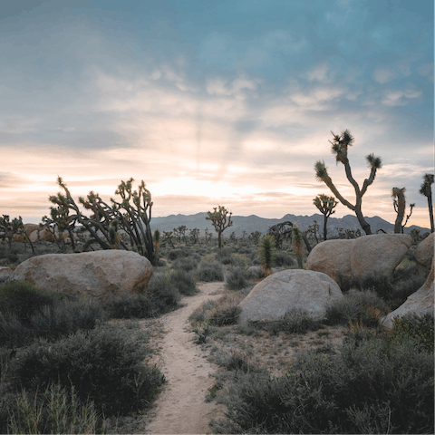 Explore Joshua Tree National Park – on the doorstep