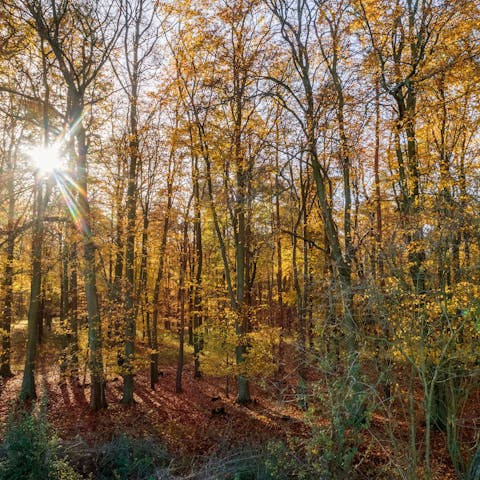 Go hiking in the beautiful Kings Forest situated on your doorstep