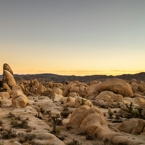 Take a drive to Joshua Tree, forty-five minutes away