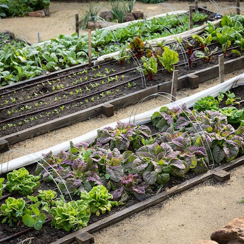 Green-fingered guests can join the staff in harvesting organic herbs and veg