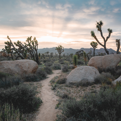 Take the eight-minute drive to the Joshua Tree National Park west entrance and hike to Skull Rock