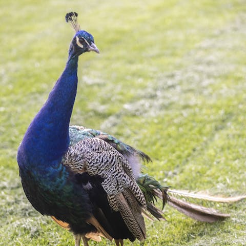 Get to know the animals that also call the small-holding home
