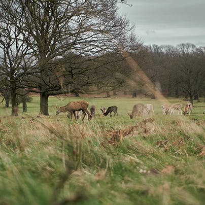 Enjoy a leisurely stroll through beautiful Richmond Park