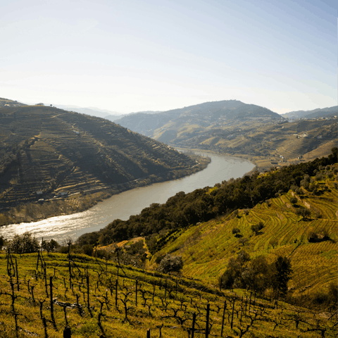 Explore the majestic hills and vineyards of the Douro region