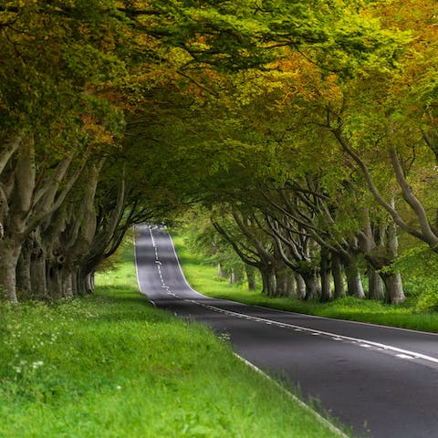 Take a drive through pretty Wimborne or check out the shops and restaurants a minute's walk from your door