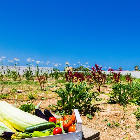 Taste homegrown produce from the vegetable garden