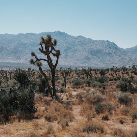 Get closer to nature with a hike through Joshua Tree National Park