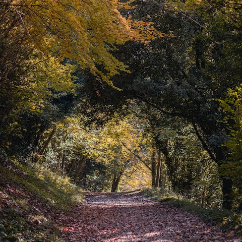 Go for a stroll in the woodlands around the village