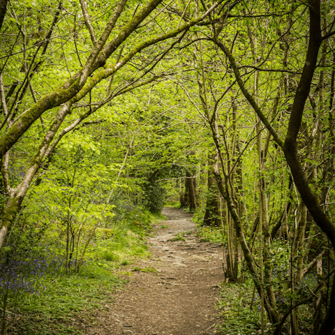 Explore the rolling hills and ancient woodland of South Downs National Park
