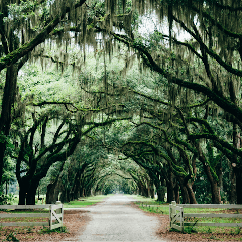 Take in the dreamy atmosphere of the moss-covered trees in Forsyth Park