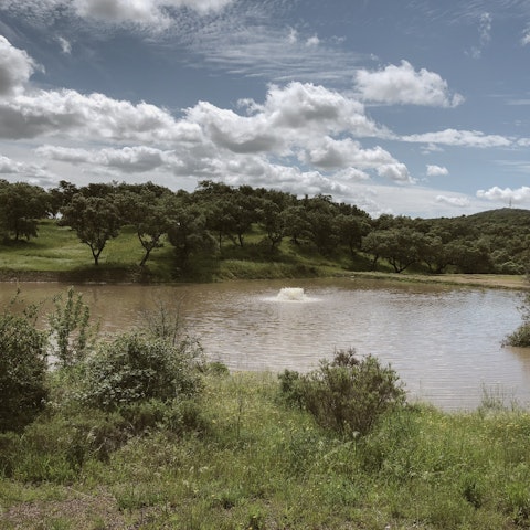 Explore the estate's trails, vineyards, and olive groves