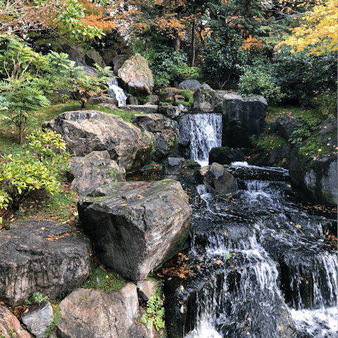 Stroll around Holland Park on a sunny morning, just a fifteen-minute walk away