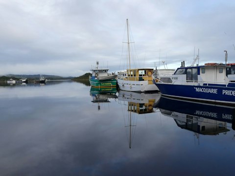 Watch dolphin pods glide across Macquarie Harbour from your cabin windows