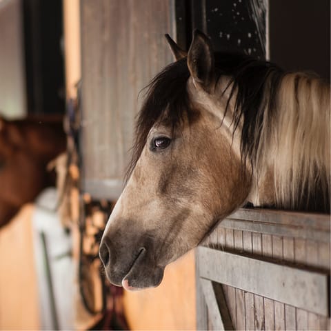 Gallop around the estate's woodland on horses