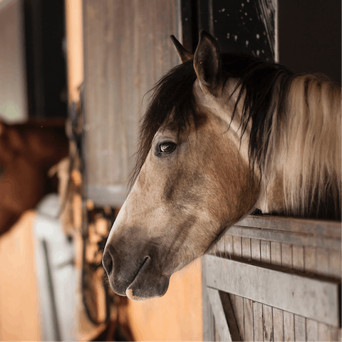 Gallop around the estate's woodland on horses