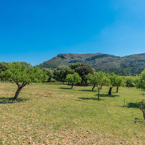 Explore the villa's own orchards, vineyards and winery