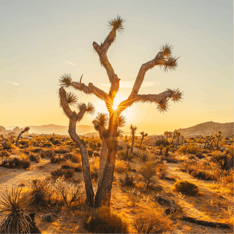Adventure into Joshua Tree National Park, just two-minutes away