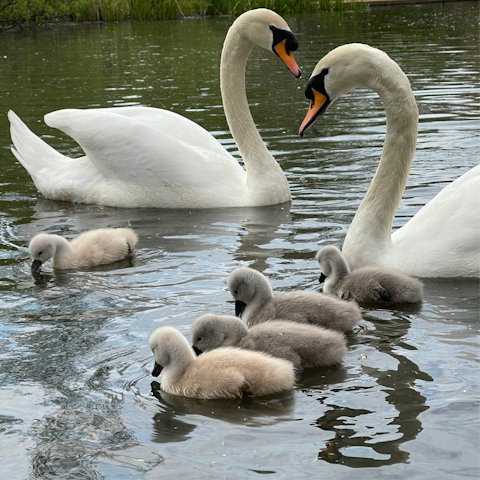 Stroll to Barnes Pond to feed the ducks
