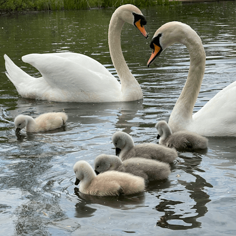 Stroll to Barnes Pond to feed the ducks